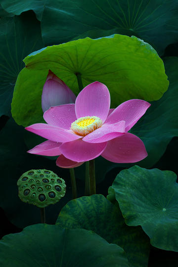 凡人歌 破房文学